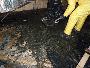 sewage contamination clean up