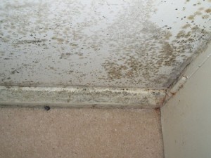 Mould colonies can grow on almost any surface in your property.